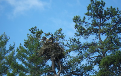 The Eagles Have Landed